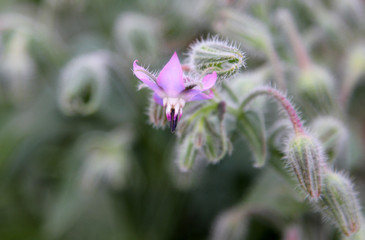 Pink borage flowers (Borago officinalis)