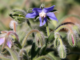 Borage flowers (Borago officinalis)