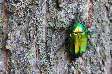 Green rose chafer (Cetonia aurata)