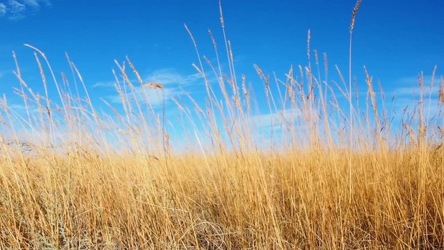 Golden ears of grass swaying in the light breeze at sunset. Beautiful white clouds and blue sky on horizon. This video nicely represents village. Peaceful and calmness landscape of steppe