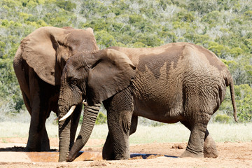 Fototapeta na wymiar Big Elephant hiding behind his brother - African Bush Elephant