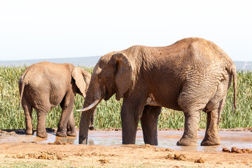 Fototapeta na wymiar Huge African Bush Elephant taking a bath