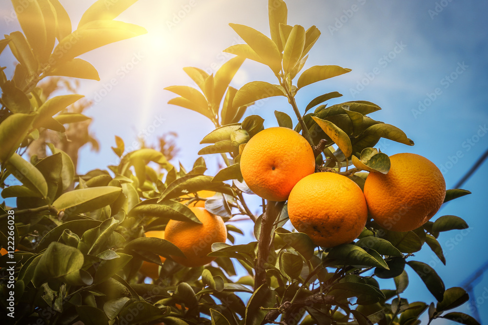 Wall mural orange tree