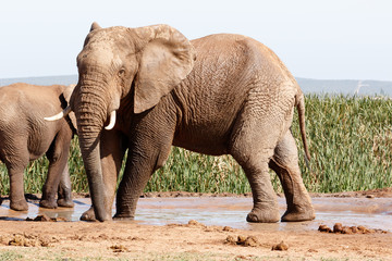 Fototapeta na wymiar African Bush Elephant - Standing and striking a pose