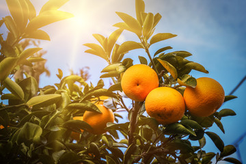 Orange tree