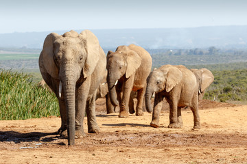 Obraz premium African Bush Elephant family gathering at the watering hole