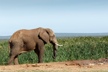 Fototapeta na wymiar Big African Bush Elephant frozen in time