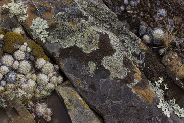 The moss on the rocks background texture