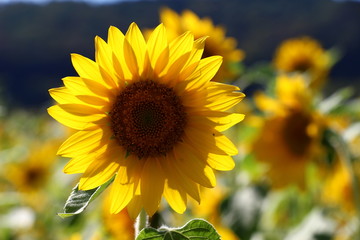 Fototapeta premium Sonnenblume