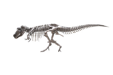 Naklejka premium T-rex skeleton isolated on white background