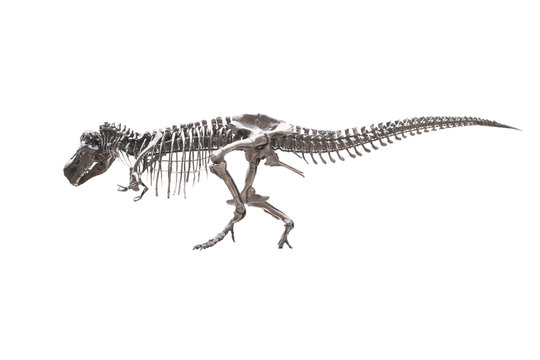 T-rex skeleton isolated on white background
