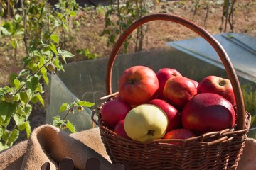 Basket with apples in the garden. Autumn harvest fruit. Basket full of Vitamin and fruit. Collecting apples.
