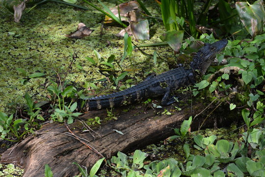 Baby gator on a log.
