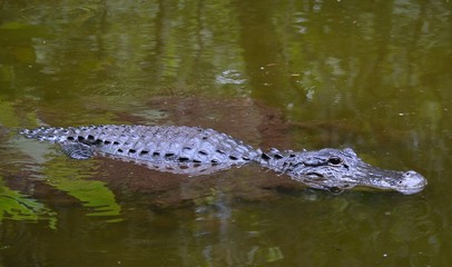 Alligator swimming through a swamp.