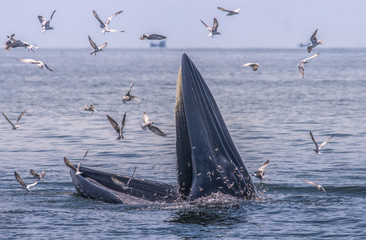 Bryde's whale feeding, Petchburi , Thailand