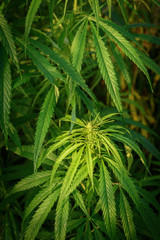 Naklejka na ściany i meble Green leaves of marijuana