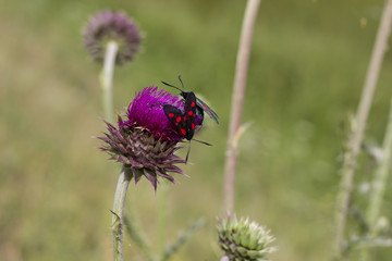 Zygaena filipendulae