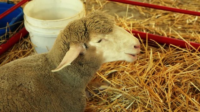 A lamb lays down while enjoying her meal.