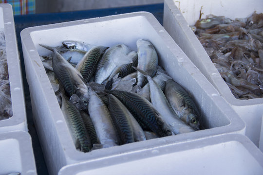 Fresh fish and shellfish in Cambrils Harbor, Tarragona, Spain.