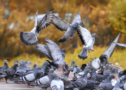 flock of rock pigeons flying toward spread their wings