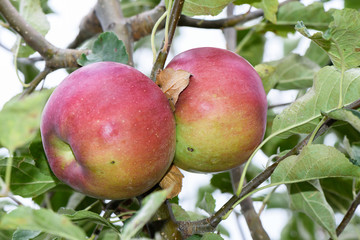 Red apple on a tree with green leaves in autumn in Moldova, shallow focus close up