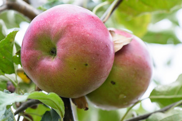 Red apple on a tree with green leaves in autumn in Moldova, shallow focus close up
