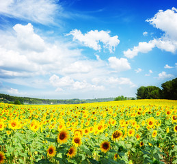 Field of sunflowers at bright summer day with blue sky and clouds, Provence toned