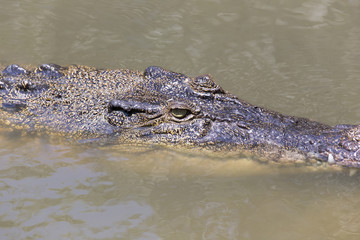 Crocodile portrait in Vietnam