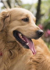 the golden retriever