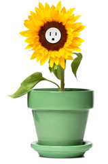 Sunflower in pot with electrical outlet on white