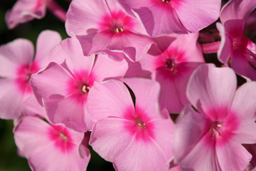 many small beautiful pale pink flowers, background