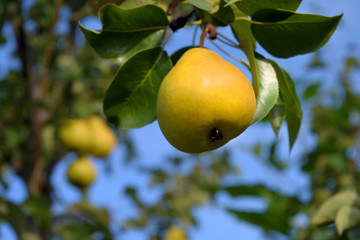 One ripe yellow pear hanging from a tree in the garden, close up