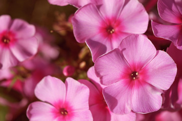 beautiful pale pink flowers, toning, background