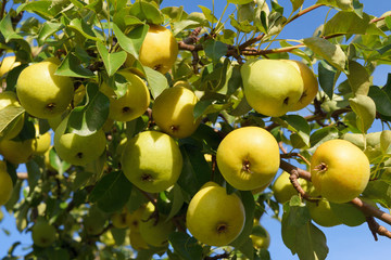 great harvest of ripe yellow pears hanging on a tree branch in the garden, close up