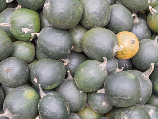 Harvest: Heap of Gem Squash, African Smaragd, Cucurbita pepo