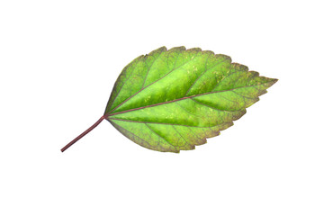 hibiscus leaf on white background