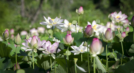 Many Lotus plants in bloom