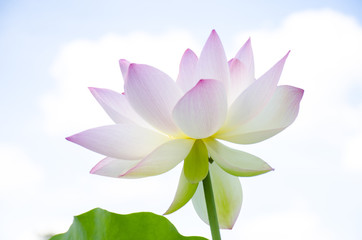 Lotus sky