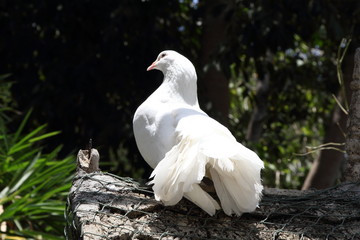 White Doves