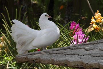 White Doves