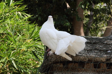 White Doves