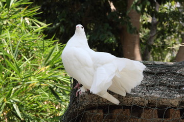 White Doves