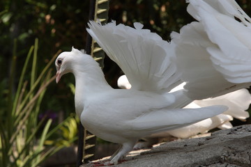 White Doves