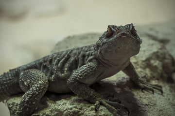 Fototapeta premium Camaleonte del deserto
