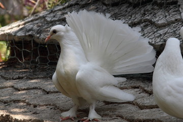 White Doves