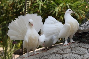 White Doves
