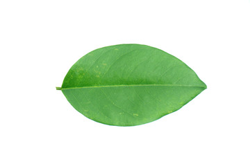 Fototapeta na wymiar Burma padauk leaf isolated on white background,Pterocarpus macrocarpus