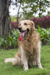 the golden retriever