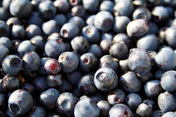 Berry Blueberry forest