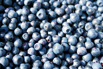 Berry Blueberry forest